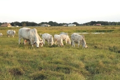 Herd-grazing
