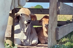Hiding-calves