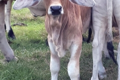 Red-calf-looking